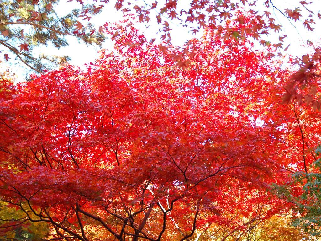 Maple Arima Hotel Kobe Luaran gambar